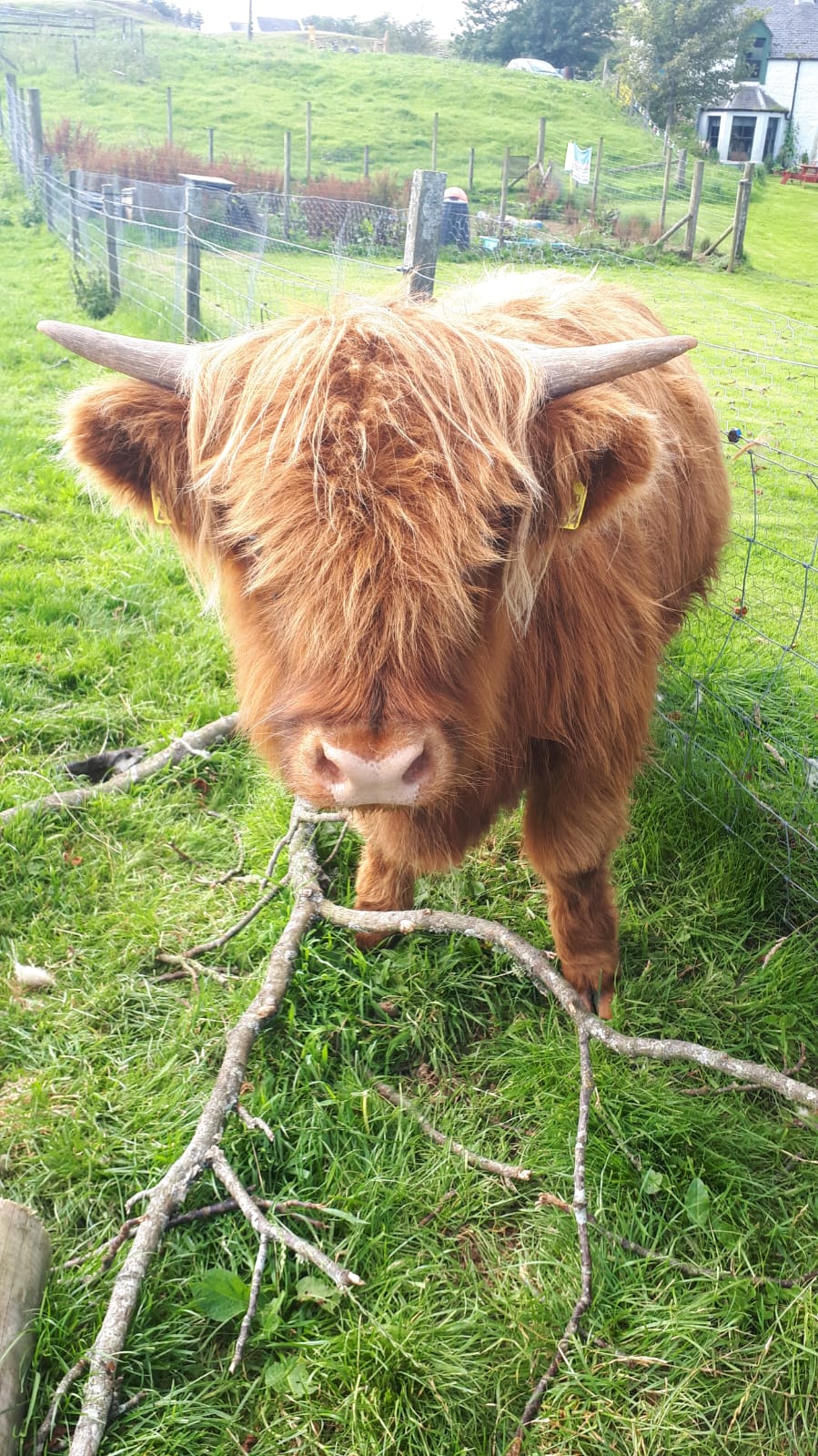 Scotland — photo 3